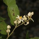 Mortoniodendron anisophyllum flower picture by Nelson Zamora Villalobos (cc-by-nc)