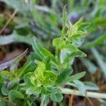 Lobelia urens leaf picture by Uxeli (cc-by-sa)