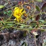 Chamaecrista hispidula habit picture by Nelson Zamora Villalobos (cc-by-nc)