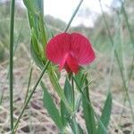 Lathyrus cicera fruit picture by Carlos Junior (cc-by-sa)