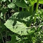 Ligularia sibirica leaf picture by Jean-Marie Frenoux (cc-by-sa)