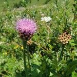 Cirsium canum flower picture by Parodi Giorgio (cc-by-sa)