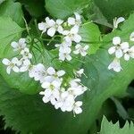 Cardamine asarifolia flower picture by florence molinari (cc-by-sa)