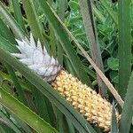 Ananas comosus flower picture by Afonso Bárbara (cc-by-sa)