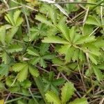 Potentilla reptans leaf picture by Haltza (cc-by-sa)