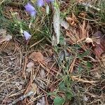 Campanula rotundifolia habit picture by Fabien Anthelme (cc-by-sa)