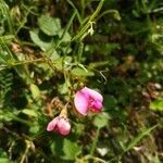 Lathyrus sylvestris flower picture by Rossi Sveva (cc-by-sa)