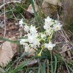 Narcissus dubius flower picture by Nicole Sappei (cc-by-sa)