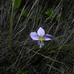 Cipura campanulata flower picture by Nelson Zamora Villalobos (cc-by-nc)