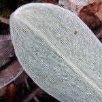 Stachys germanica leaf picture by Françoise Peyrissat (cc-by-sa)