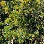 Caragana arborescens habit picture by Joseph Dupont (cc-by-sa)