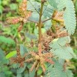 Mimosa polycarpa fruit picture by Trap Hers (cc-by-sa)