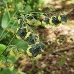 Cynoglossum amplifolium habit picture by susan brown (cc-by-sa)