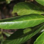 Tetrorchidium rotundatum leaf picture by Nelson Zamora Villalobos (cc-by-nc)