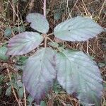 Rubus pedatifolius leaf picture by Philippe Hébette (cc-by-sa)