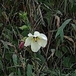 Abelmoschus manihot flower picture by IMMORTAL_2209 (cc-by-sa)