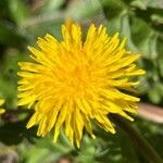 Taraxacum obliquilobum flower picture by Terje Norli (cc-by-sa)