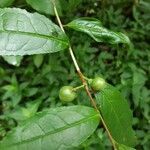 Camellia sinensis fruit picture by 由美子 MiS (cc-by-sa)