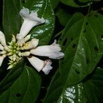 Lundia corymbifera flower picture by Nelson Zamora Villalobos (cc-by-nc)