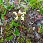 Pedicularis lapponica flower picture by Hans Rudolf Oberholzer (cc-by-sa)