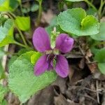 Viola labradorica flower picture by Urban Kaytlin (cc-by-sa)