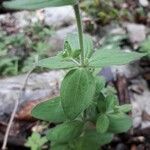 Galium scabrum leaf picture by beurny (cc-by-sa)