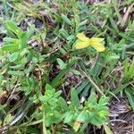 Hypericum hypericoides flower picture by Ashley Scholer (cc-by-sa)