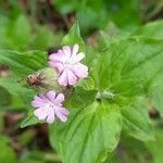 Silene dioica flower picture by C Dirksen (cc-by-sa)