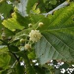 Tilia americana flower picture by Edward Privorotsky (cc-by-sa)