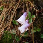 Soldanella minima flower picture by Emanuele Santarelli (cc-by-sa)