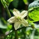 Capsicum annuum flower picture by Andreas Schnederle-Wagner (cc-by-sa)