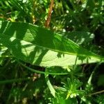 Tephroseris helenitis leaf picture by Jean-Francois Julien (cc-by-sa)