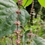 Ocimum basilicum fruit picture by Nagulapalli .T.V.Gurumurthy (cc-by-sa)