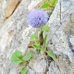 Globularia incanescens flower picture by Roberto Dessì (cc-by-sa)