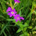 Lythrum junceum flower picture by Bart Batsleer (cc-by-sa)