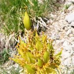 Gentiana lutea fruit picture by Emanuele Santarelli (cc-by-sa)