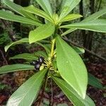 Daphne laureola fruit picture by Odile RIBIERE (cc-by-sa)