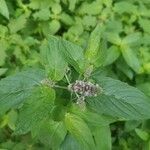 Mentha longifolia flower picture by luisolo emilia (cc-by-sa)