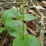 Liparis liliifolia leaf picture by Laura Kiser (cc-by-sa)