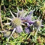 Eryngium bourgatii fruit picture by Sarami (cc-by-sa)