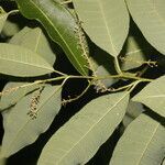 Mabea excelsa leaf picture by Nelson Zamora Villalobos (cc-by-nc)