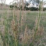 Rumex thyrsiflorus habit picture by Maxime Dépinoy (cc-by-sa)