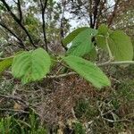 Rubus apetalus leaf picture by bruno trebel (cc-by-sa)