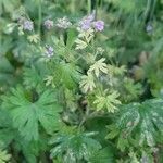 Geranium argenteum flower picture by Estelle Ferazzoli (cc-by-sa)