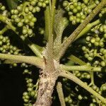 Zanthoxylum setulosum fruit picture by Nelson Zamora Villalobos (cc-by-nc)