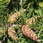 Pinus banksiana fruit picture by Dieter Albrecht (cc-by-sa)