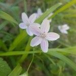 Claytonia virginica flower picture by Andrea Andrea (cc-by-sa)