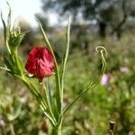 Lathyrus sphaericus flower picture by Roblas Garcia Estrella (cc-by-sa)