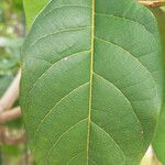 Combretum rotundifolium leaf picture by R. Tournebize (cc-by-sa)