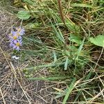 Tripolium pannonicum habit picture by grutz (cc-by-sa)